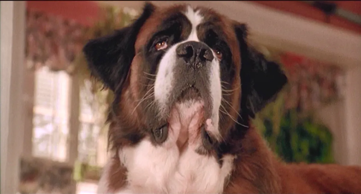 Beethoven, a huge, scruffy St Bernard