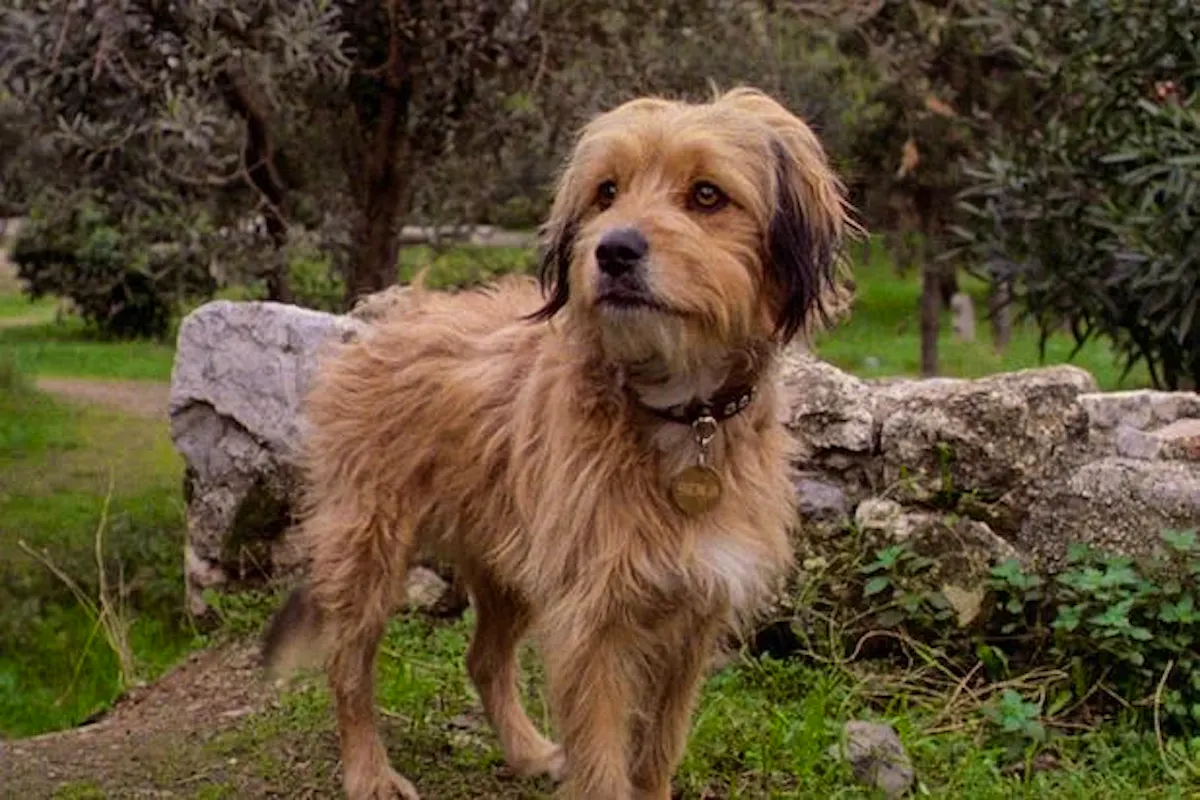 Benji, a scruffy-looking mutt
