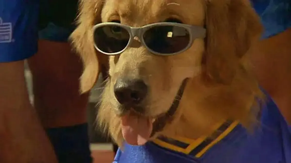 Buddy, a cool Golden Retriever in sunglasses