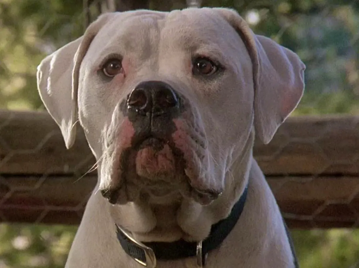 Chance, a white American bulldog