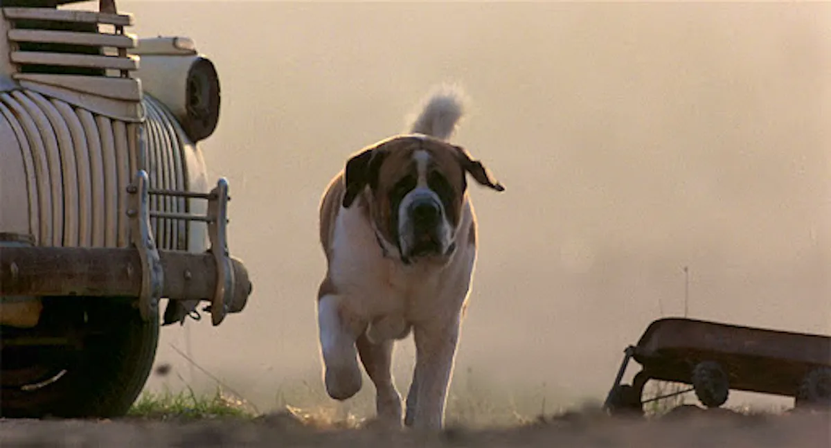 Cujo, a big St Bernard, running through a junkyard