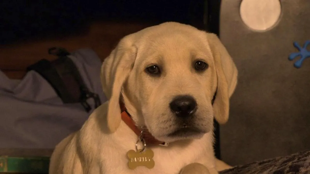 Marley, an adorable Labrador retriever puppy